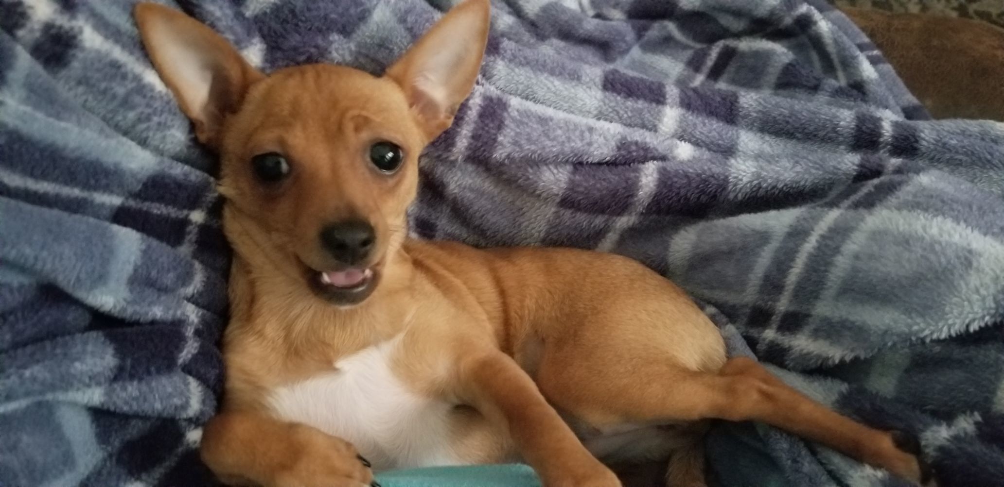 Jaxie Joy